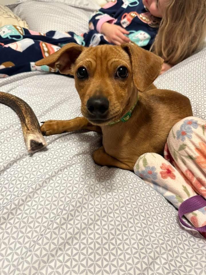 Enlarge Ron, a Adopted mixed breed in Bristol, WI image 6/6