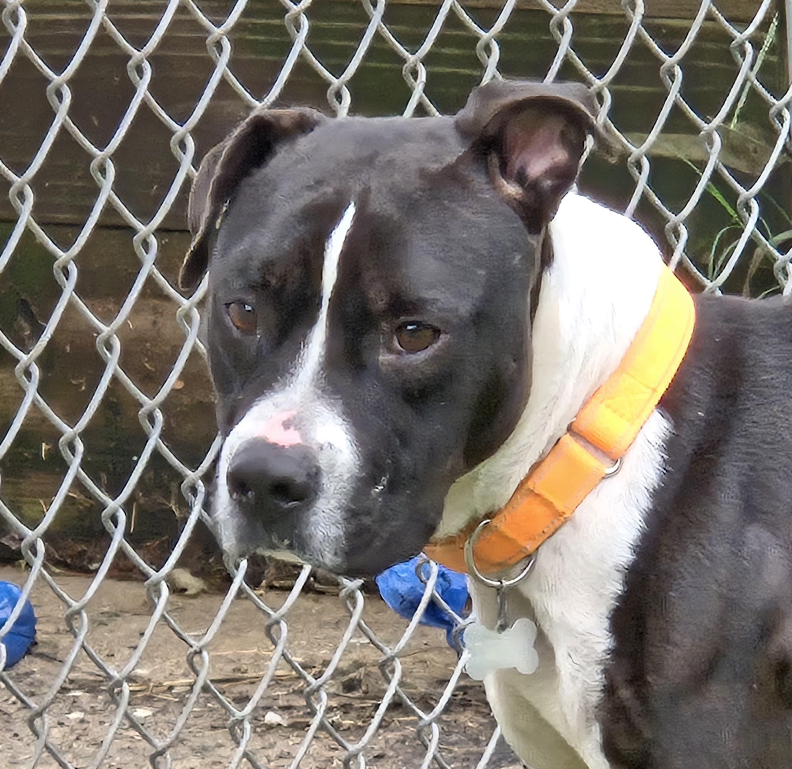 Enlarge Waylon Jennings, an adopted mixed breed in York, PA image 2/6