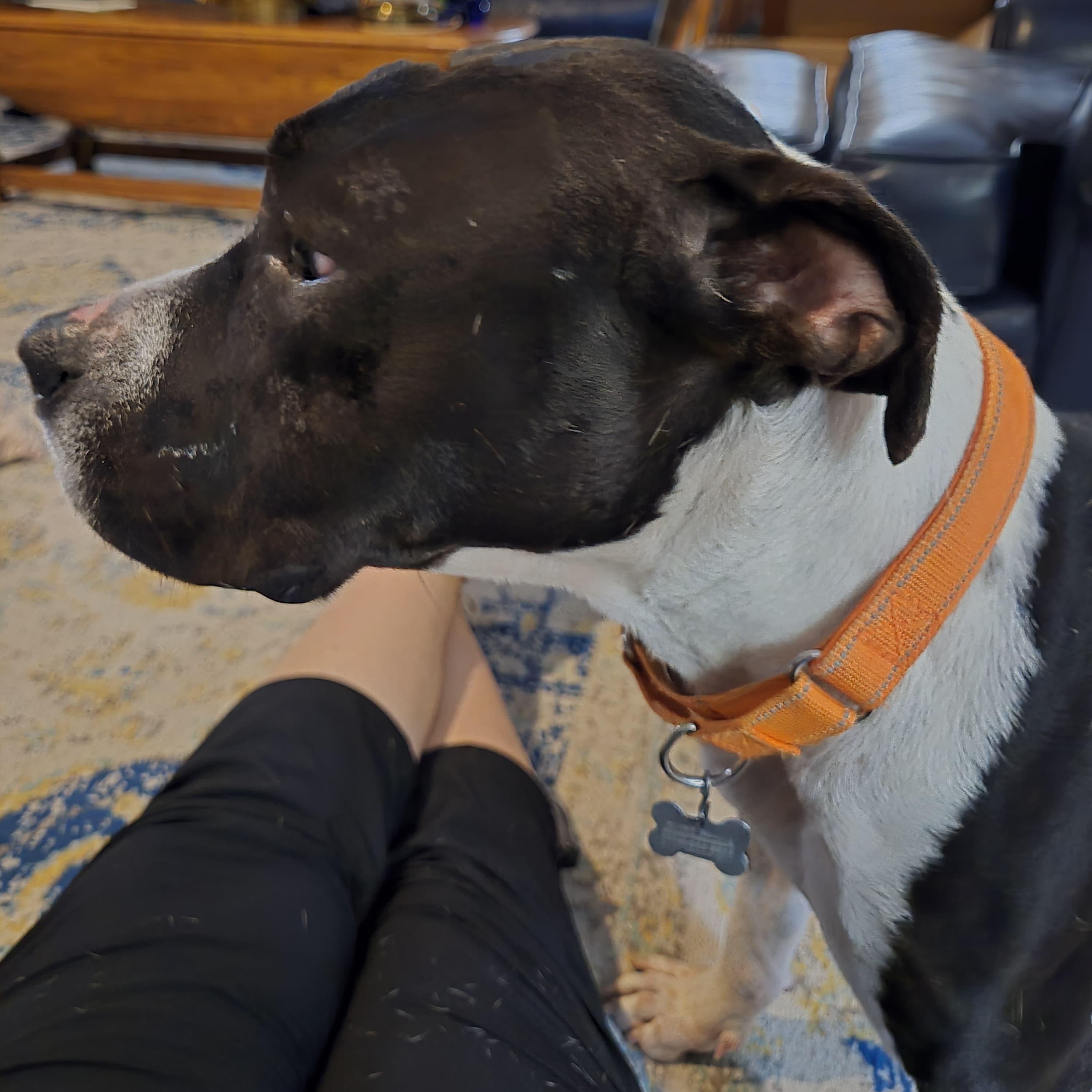 Enlarge Waylon Jennings, an adopted mixed breed in York, PA image 5/6