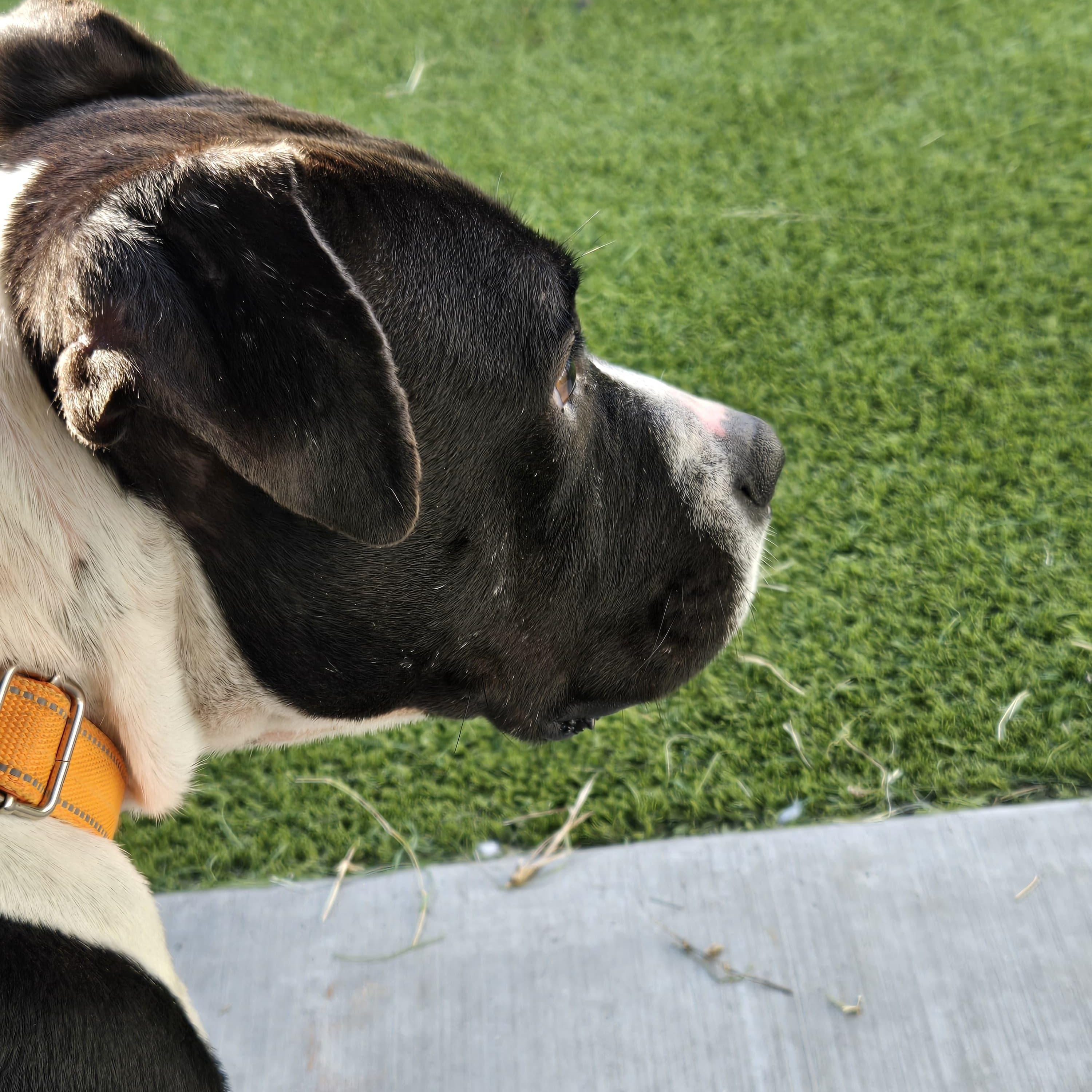 Enlarge Waylon Jennings, an adopted mixed breed in York, PA image 6/6