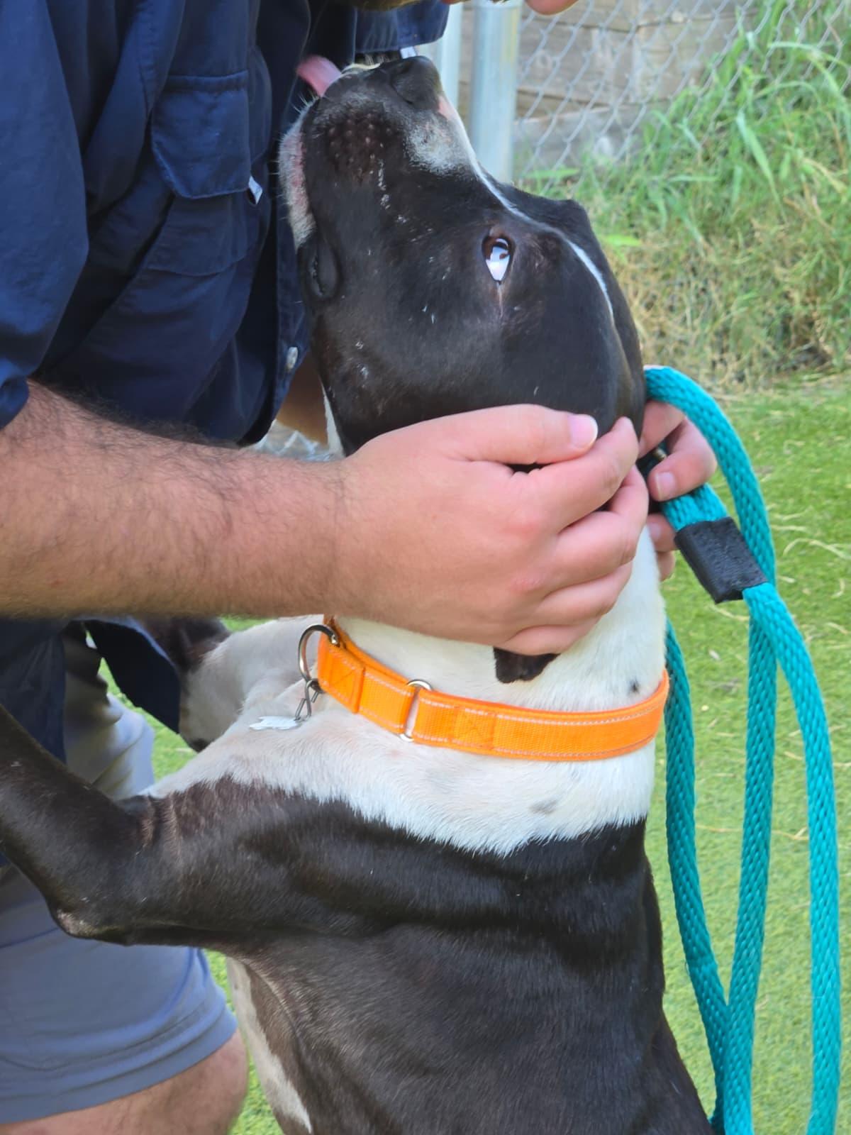 Enlarge Waylon Jennings, an adopted mixed breed in York, PA image 4/6