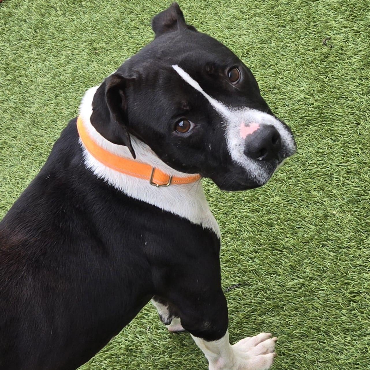 Enlarge Waylon Jennings, an adopted mixed breed in York, PA image 1/6