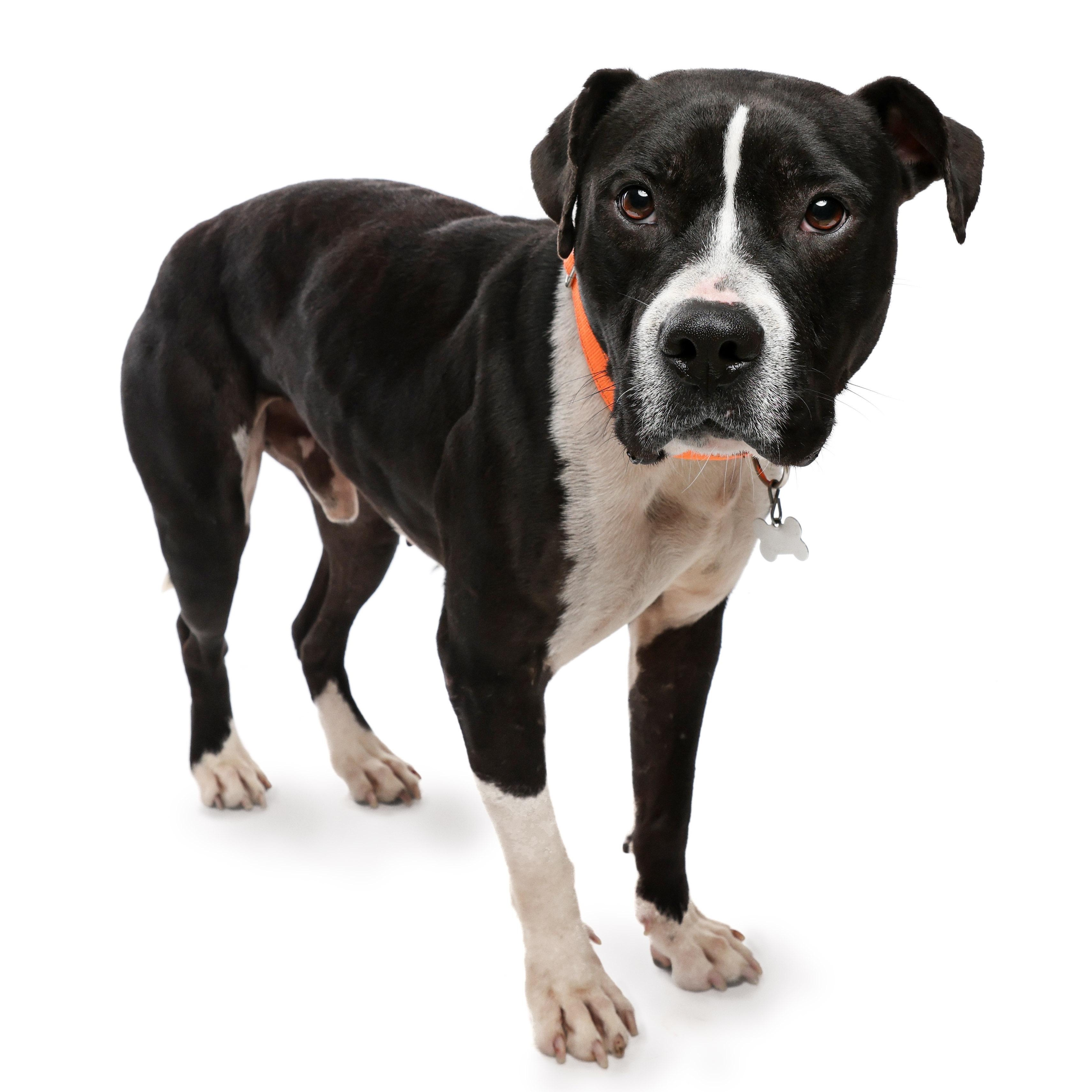 Enlarge Waylon Jennings, an adopted mixed breed in York, PA image 3/6