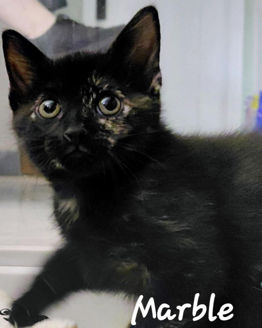 MARBLES, Adoptable, Kitten Female Domestic Short Hair.