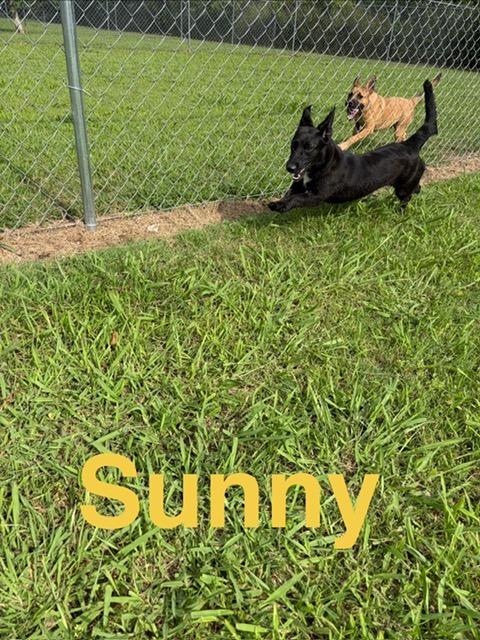 Sunny, Adoptable, Puppy Female Labrador Retriever & Basset Hound.