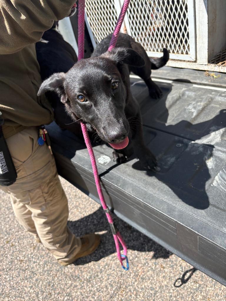 Sunny, a Adoptable mixed breed in Ada, OK image 2/6