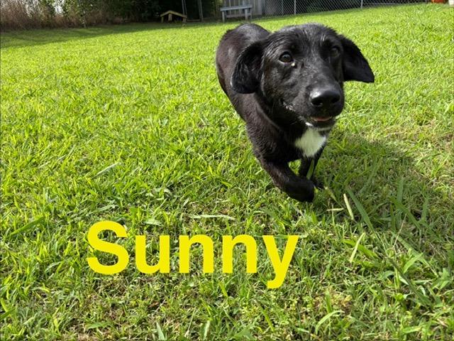 Sunny, a Adoptable mixed breed in Ada, OK image 4/6