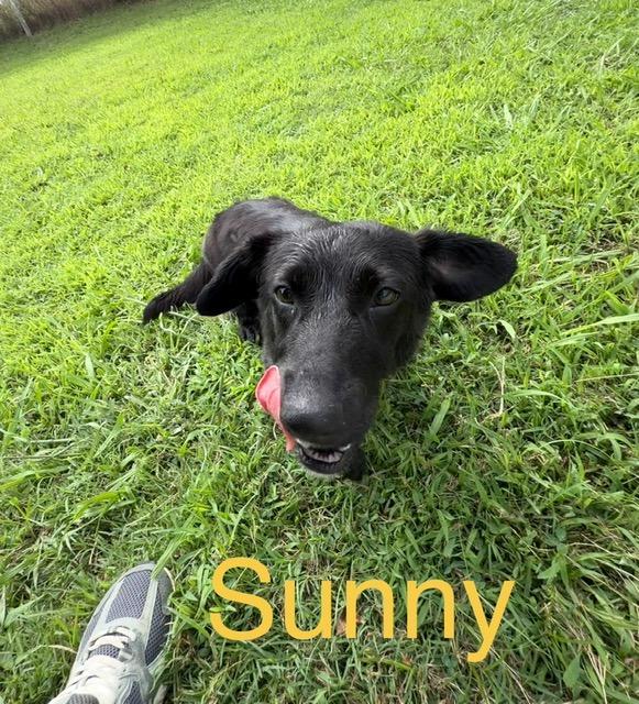 Sunny, a Adoptable mixed breed in Ada, OK image 5/6