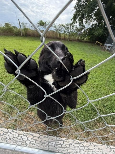 Sunny, a Adoptable mixed breed in Ada, OK image 6/6