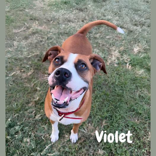 Enlarge Violet, a Adoptable mixed breed in Shreveport, LA image 1/1