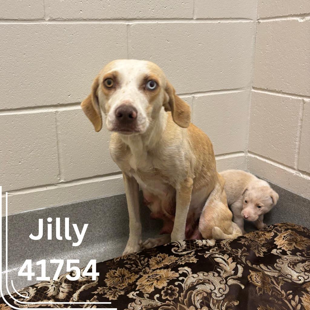 Jilly & pups