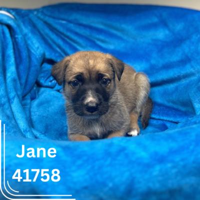 Jilly & pups 5
