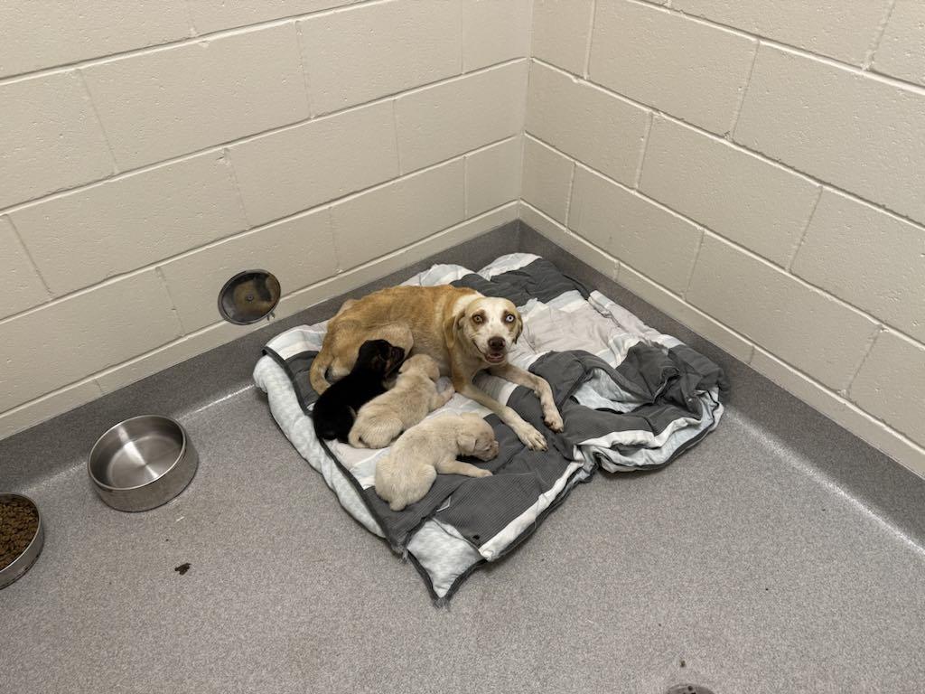 Jilly & pups 2