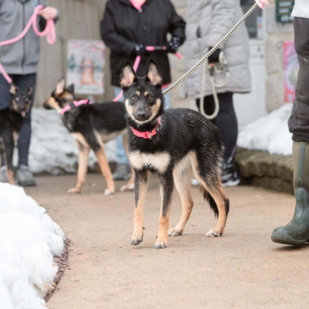 Enlarge Flapjack, a Adoptable German Shepherd Dog in Chester Springs, PA image 4/6