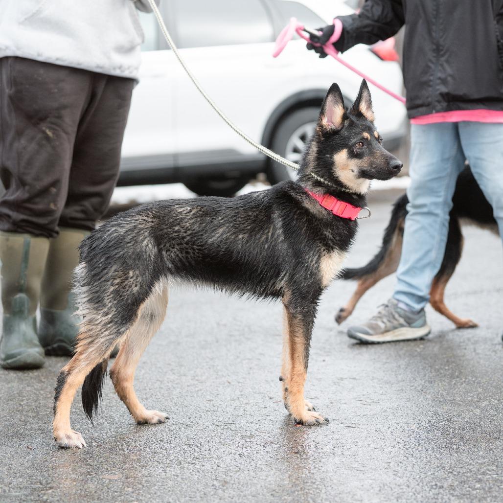 Enlarge Flapjack, a Adoptable German Shepherd Dog in Chester Springs, PA image 3/6