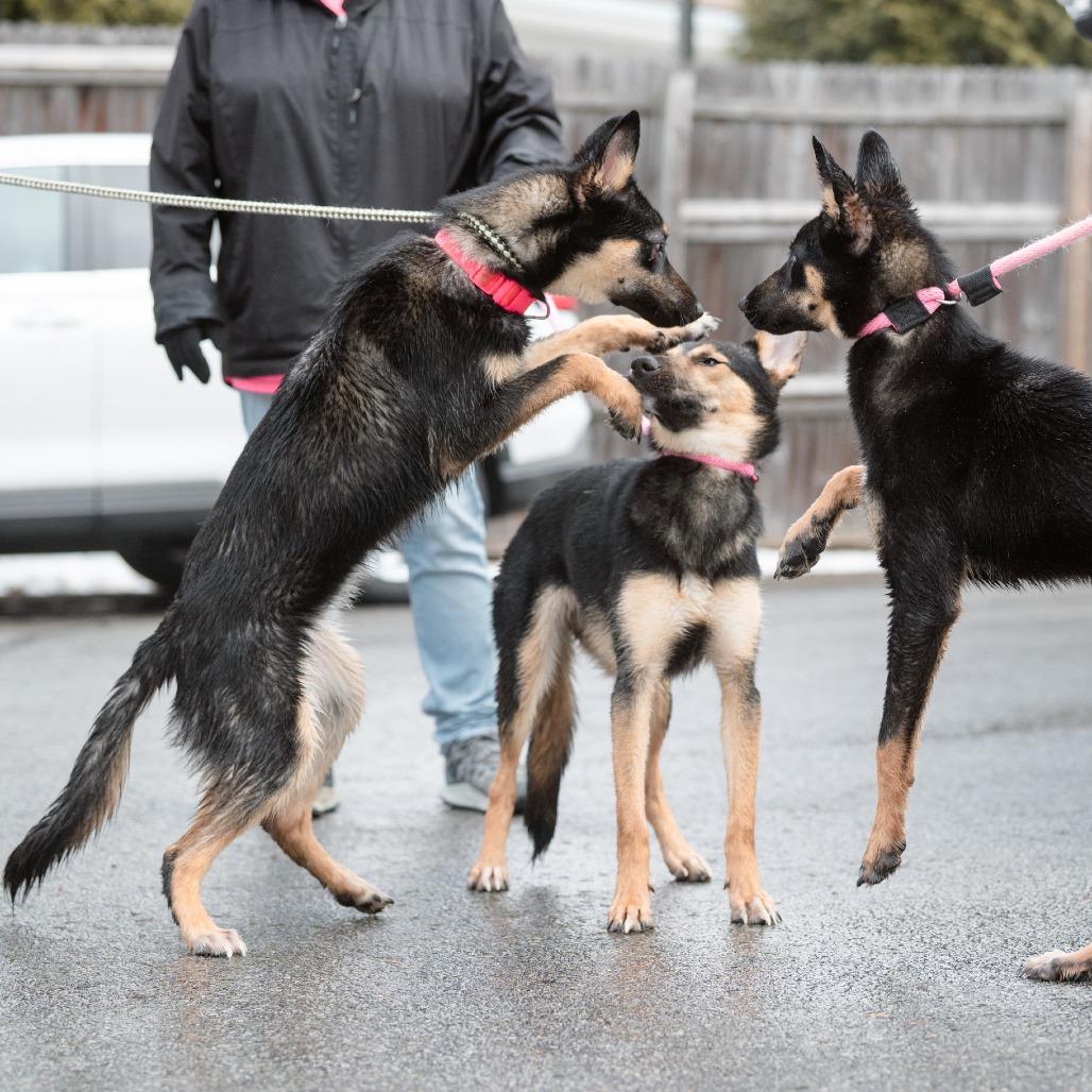 Enlarge Flapjack, a Adoptable German Shepherd Dog in Chester Springs, PA image 5/6