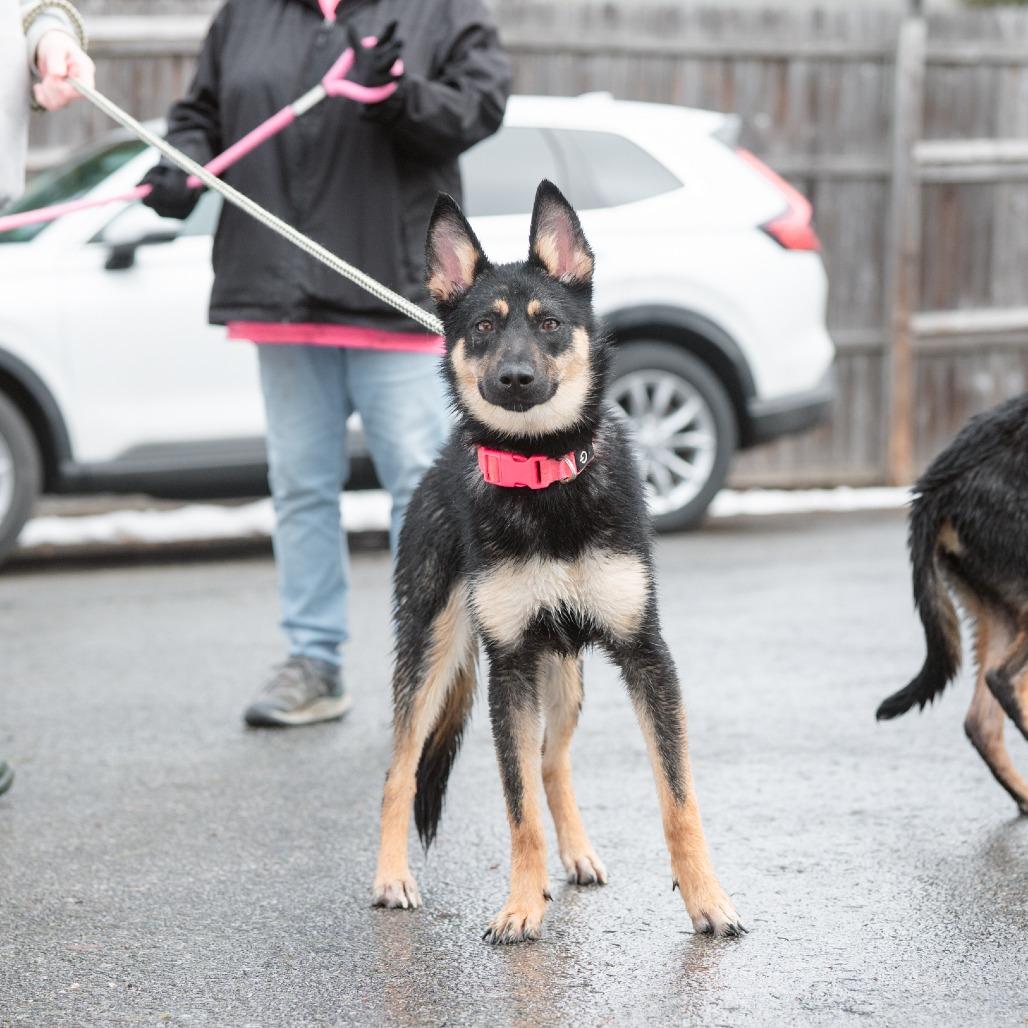 Enlarge Flapjack, a Adoptable German Shepherd Dog in Chester Springs, PA image 2/6