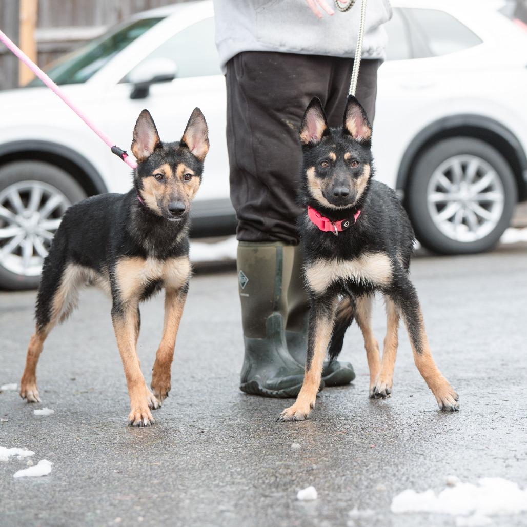 Enlarge Flapjack, a Adoptable German Shepherd Dog in Chester Springs, PA image 6/6
