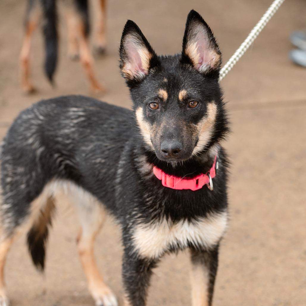Enlarge Flapjack, a Adoptable German Shepherd Dog in Chester Springs, PA image 1/6