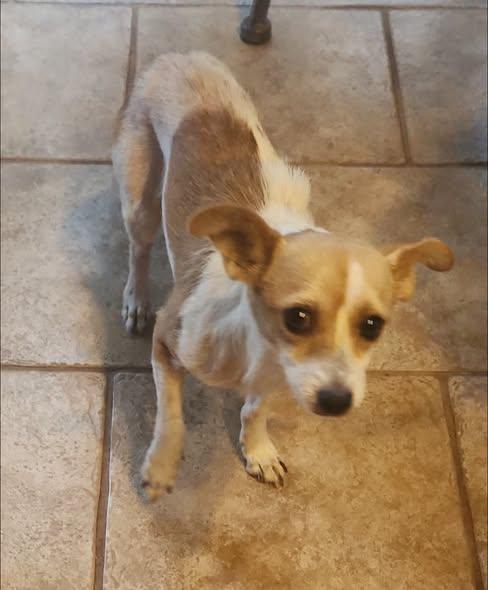 Enlarge Dobby, a Adoptable Chihuahua in Matthews, NC image 2/2