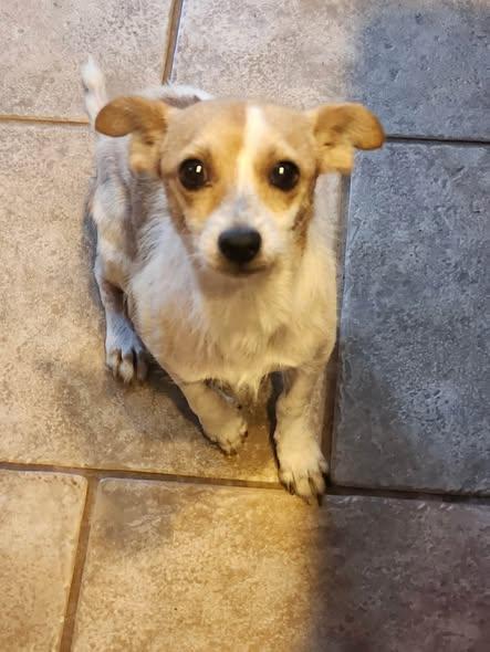 Dobby, Adoptable, Young Male Chihuahua.