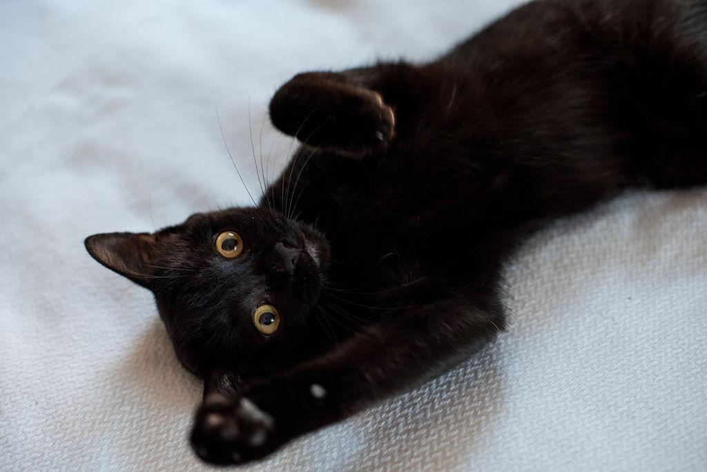 Frankie, Adopted, Kitten Male Domestic Short Hair.