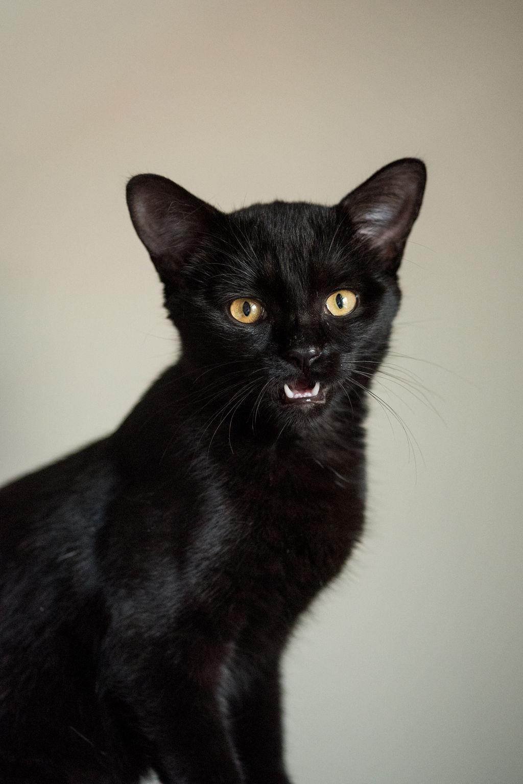 Frankie, a Adopted Domestic Short Hair in Richmond, VA image 3/6
