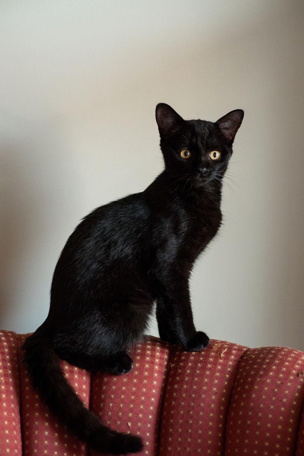 Frankie, a Adopted Domestic Short Hair in Richmond, VA image 4/6