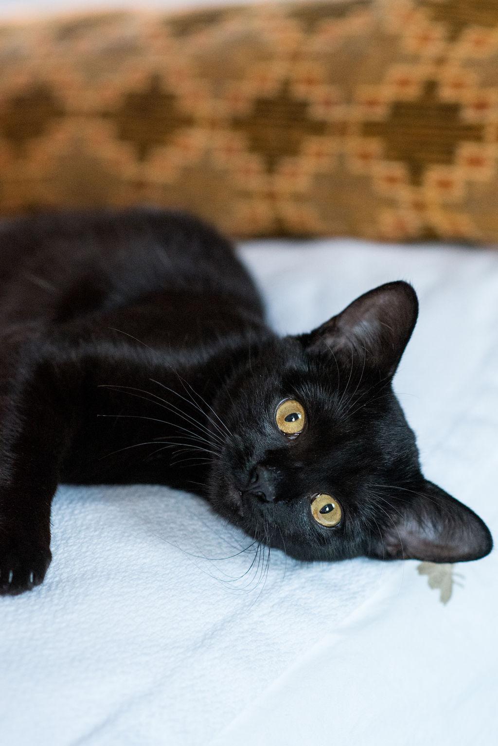Frankie, a Adopted Domestic Short Hair in Richmond, VA image 5/6