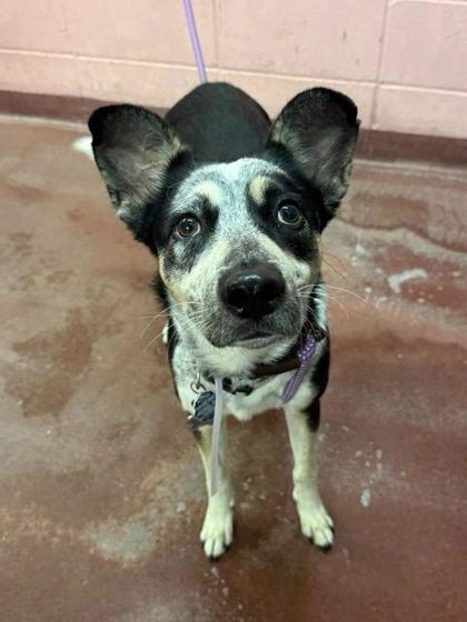 Charm Kay, adopted, Young Female Australian Cattle Dog / Blue Heeler.