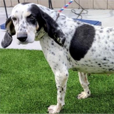 Oreo AB — thumbnail 4