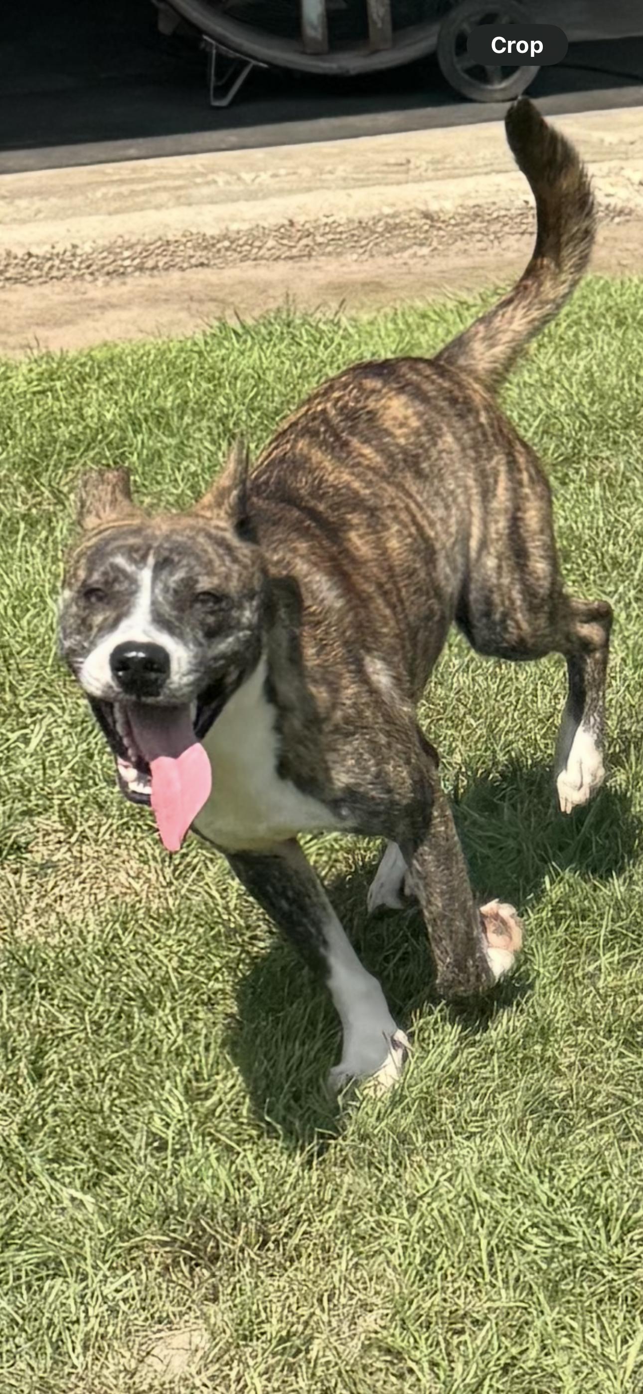 Enlarge Auggie, a Adoptable American Staffordshire Terrier in Bronson, TX image 1/3