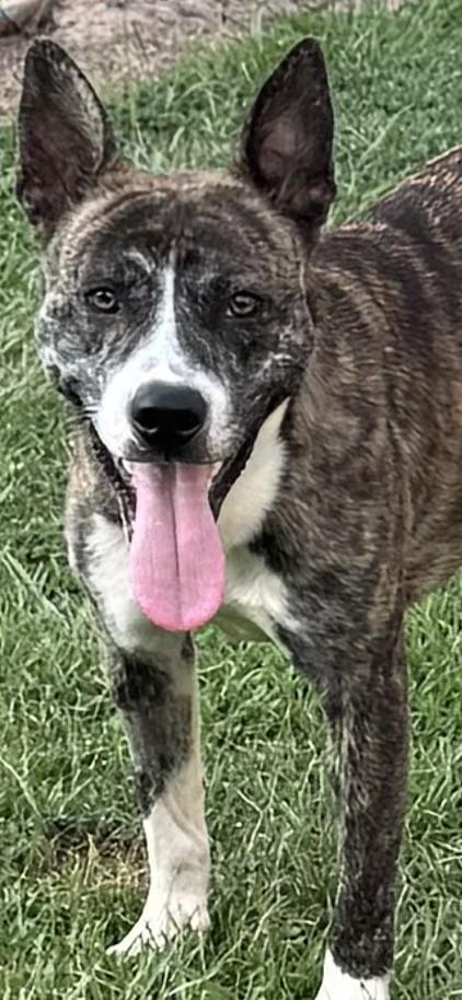 Enlarge Auggie, a Adoptable American Staffordshire Terrier in Bronson, TX image 2/3