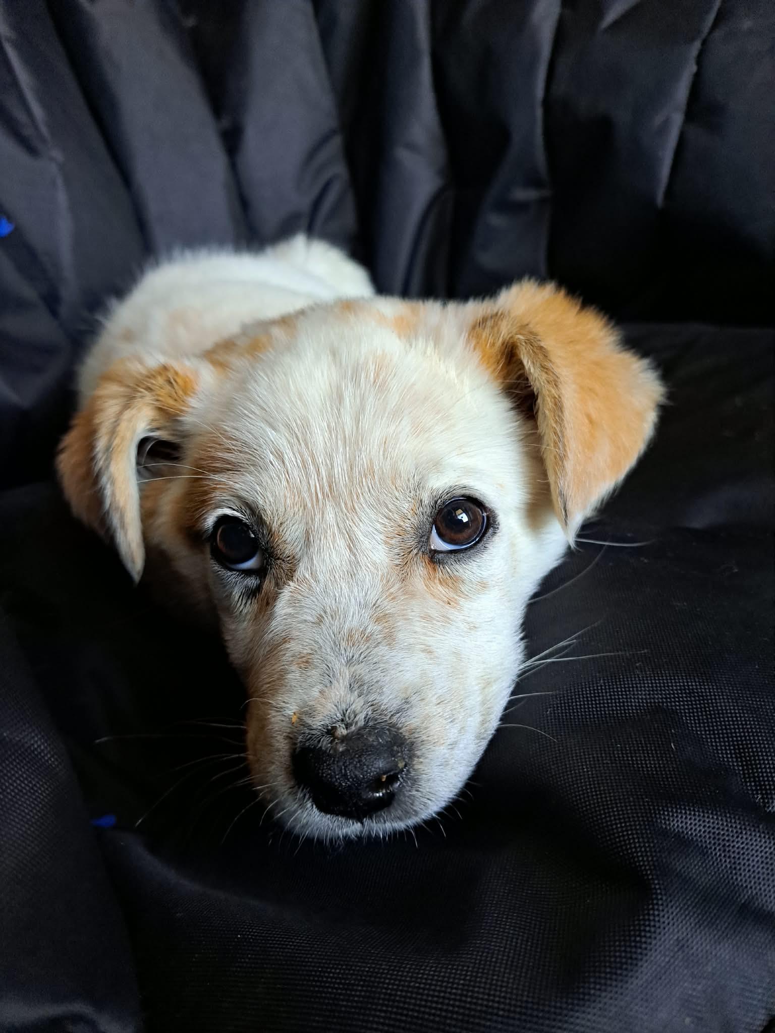 Enlarge Pika, a ADOPTABLE mixed breed in Piedmont, OK image 3/4