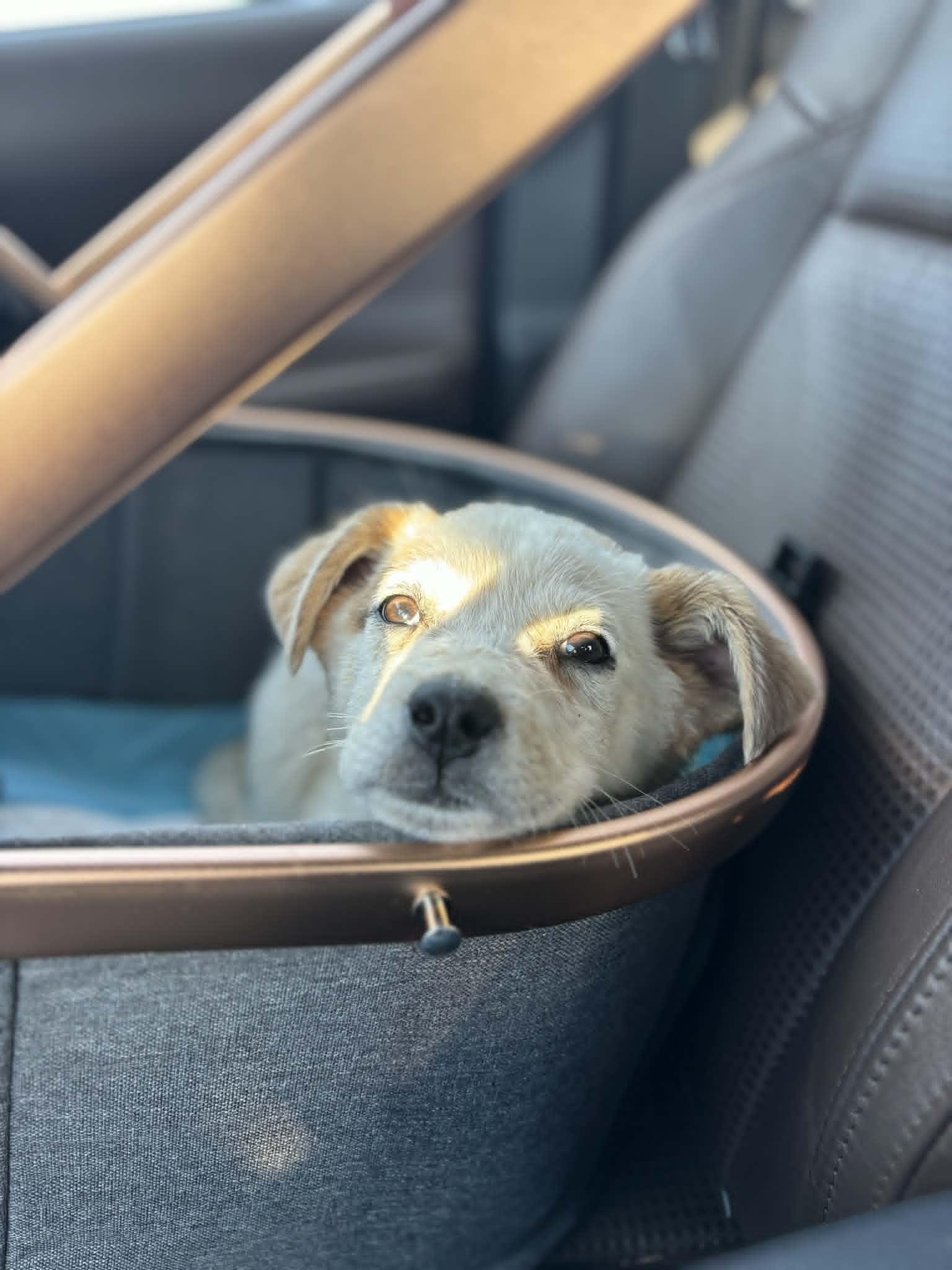Enlarge Pika, a ADOPTABLE mixed breed in Piedmont, OK image 4/4