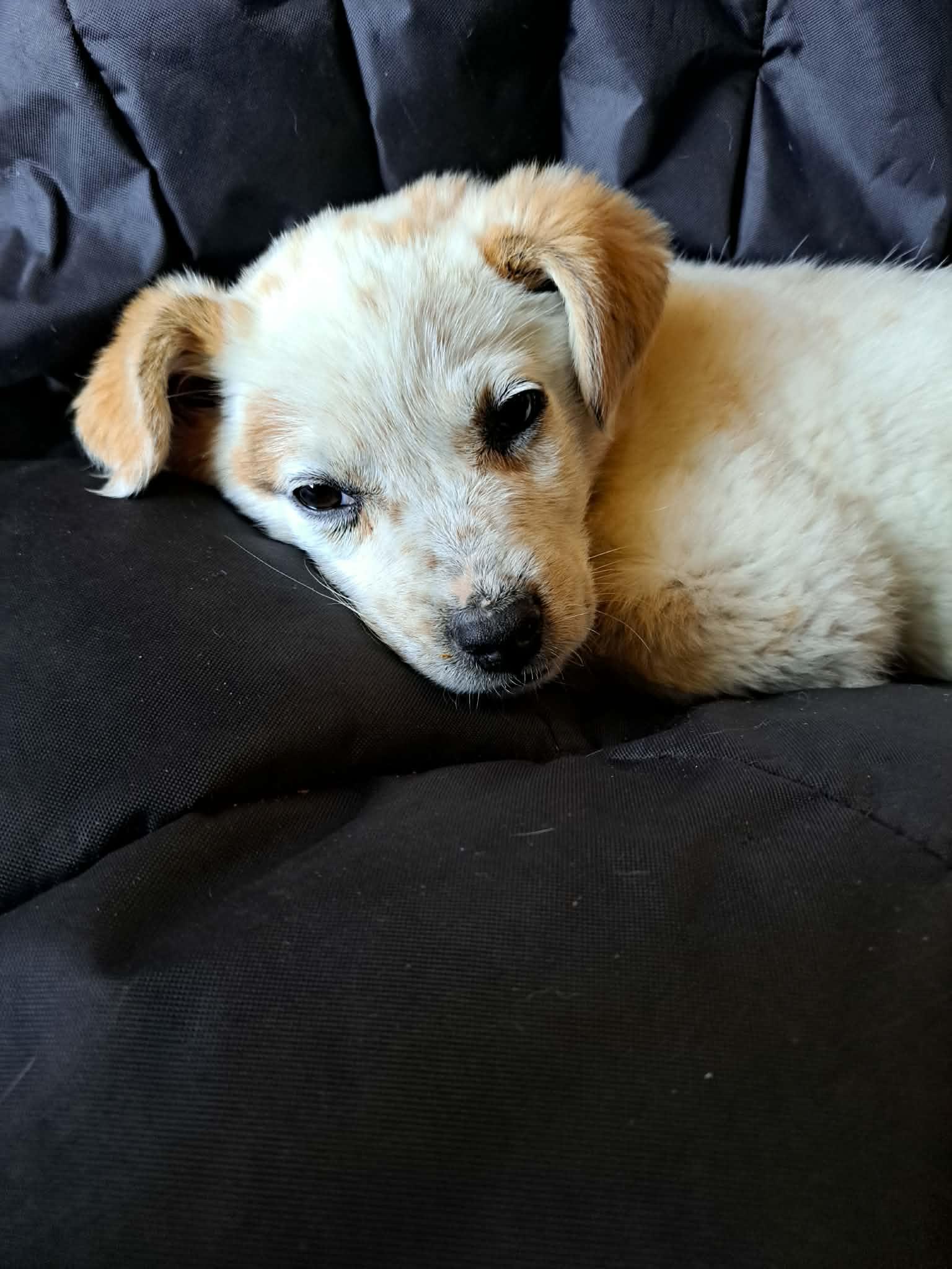 Enlarge Pika, a ADOPTABLE mixed breed in Piedmont, OK image 2/4