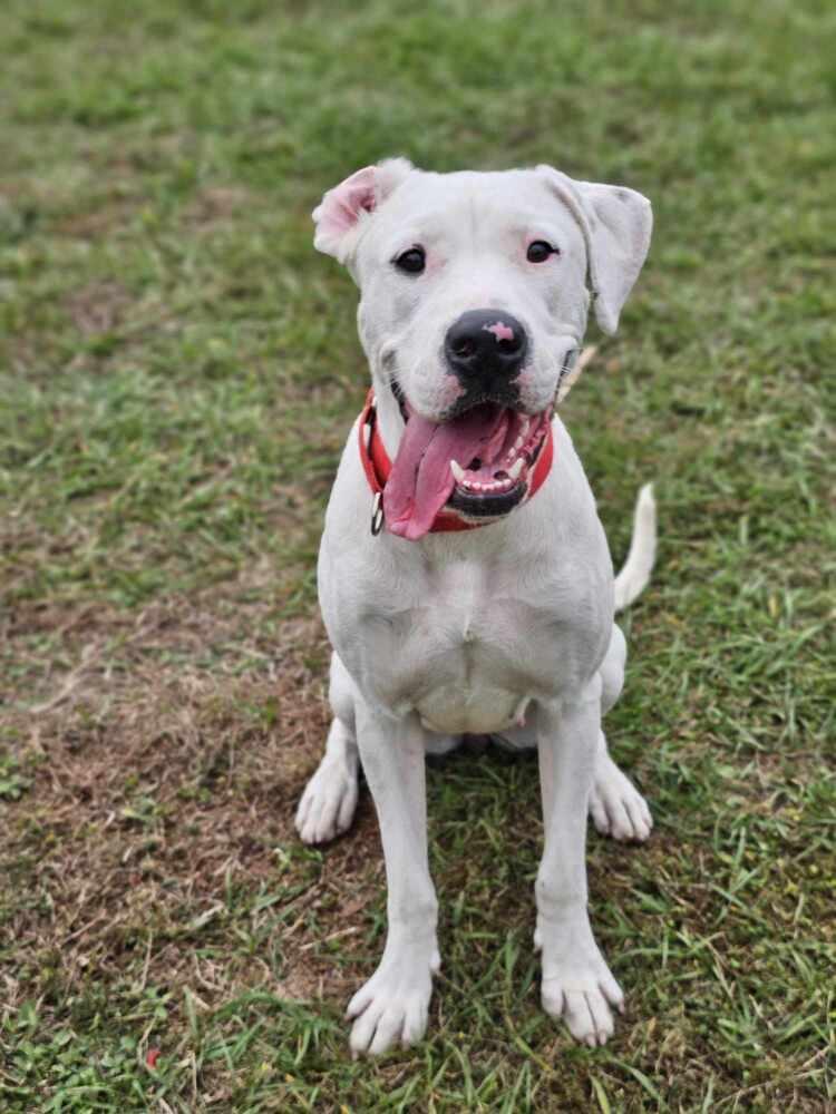 Liza, a Adoptable Dogo Argentino in Tampa, FL image 1/4
