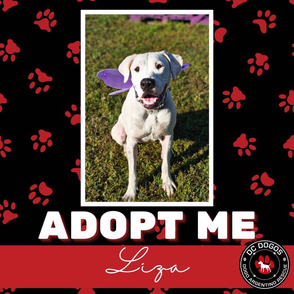 Liza, a Adoptable Dogo Argentino in Tampa, FL image 2/4
