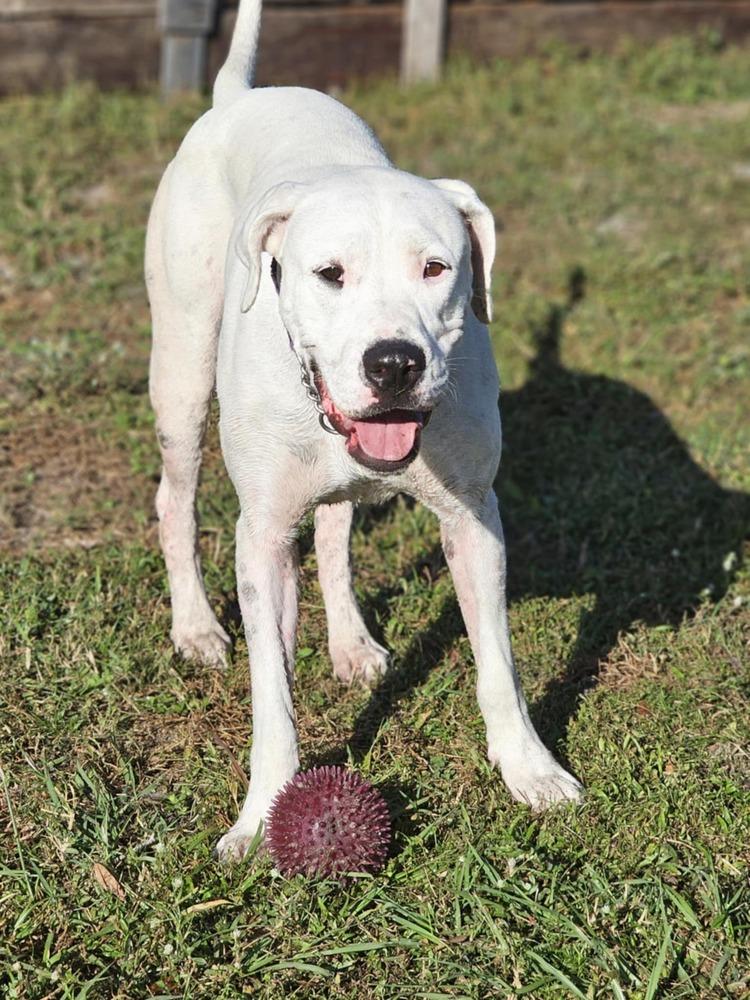 Liza, a Adoptable Dogo Argentino in Tampa, FL image 3/4