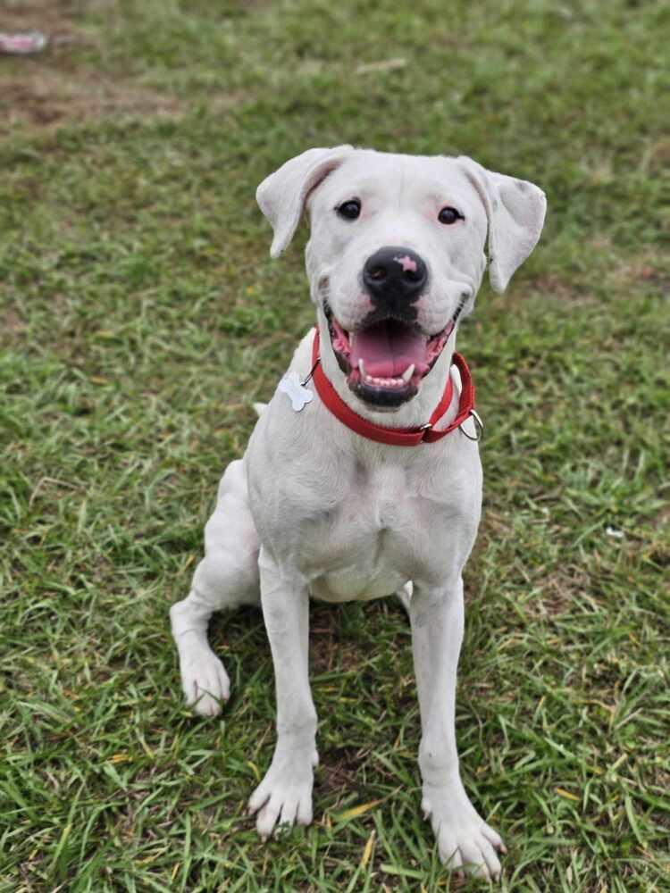 Liza, a Adoptable Dogo Argentino in Tampa, FL image 4/4