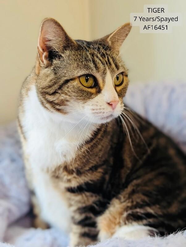 Tiger, Adoptable, Adult Female Domestic Short Hair.