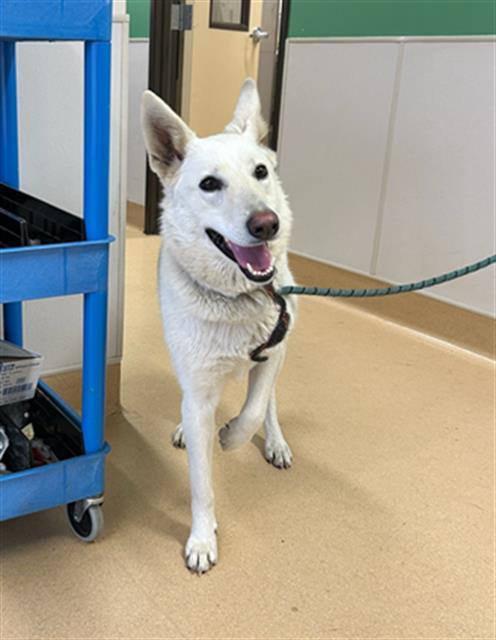 DORY, Adoptable, Young Female German Shepherd Dog & Mixed Breed.