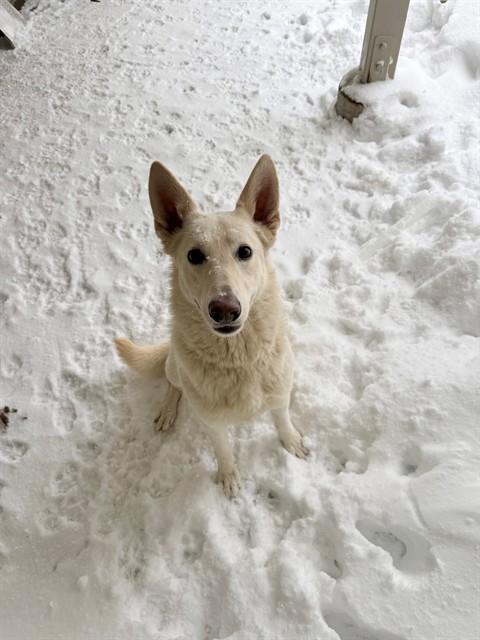DORY, Adoptable, Young Female German Shepherd Dog & Mixed Breed.
