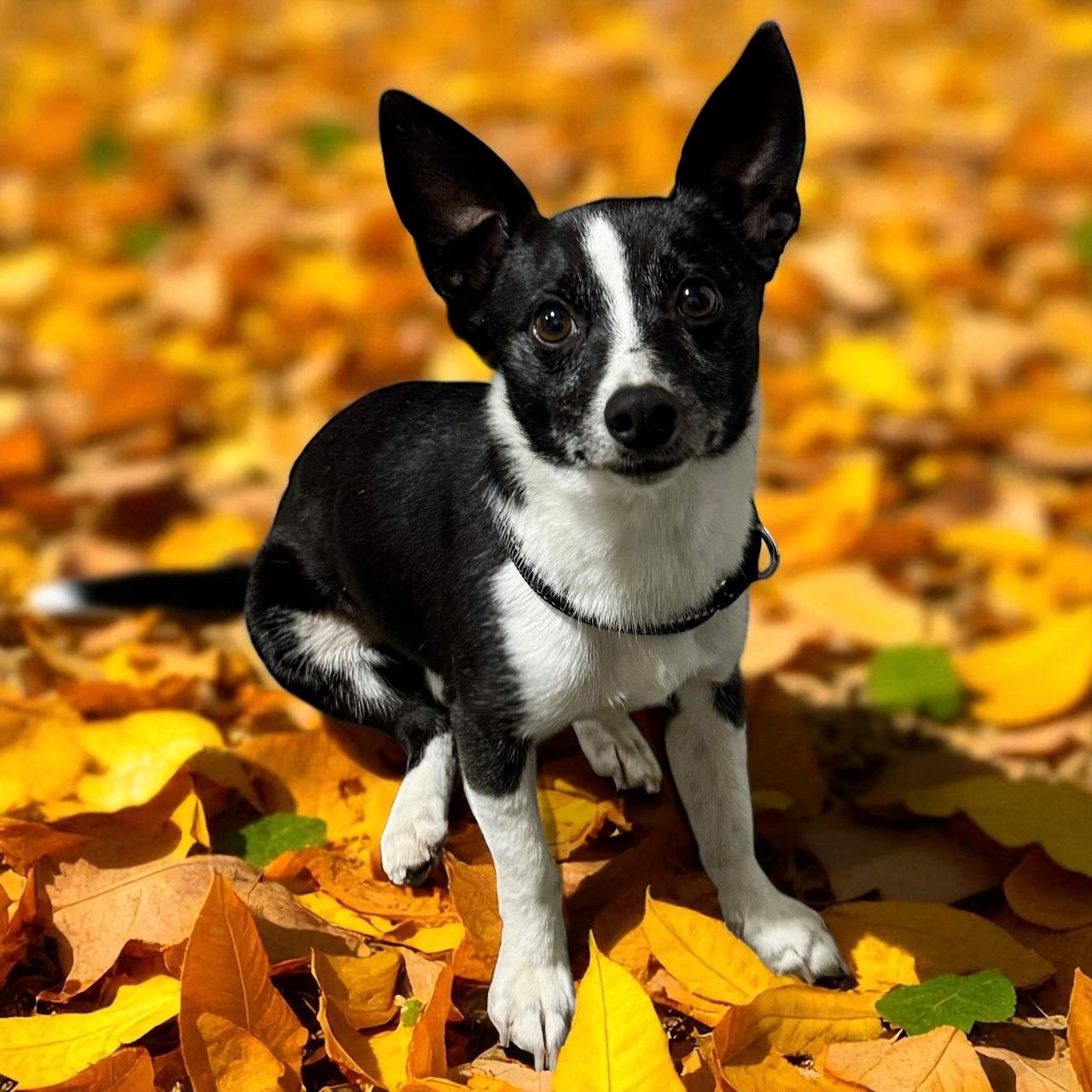 Enlarge Rocky, a Adopted mixed breed in Roseville, MI image 1/1