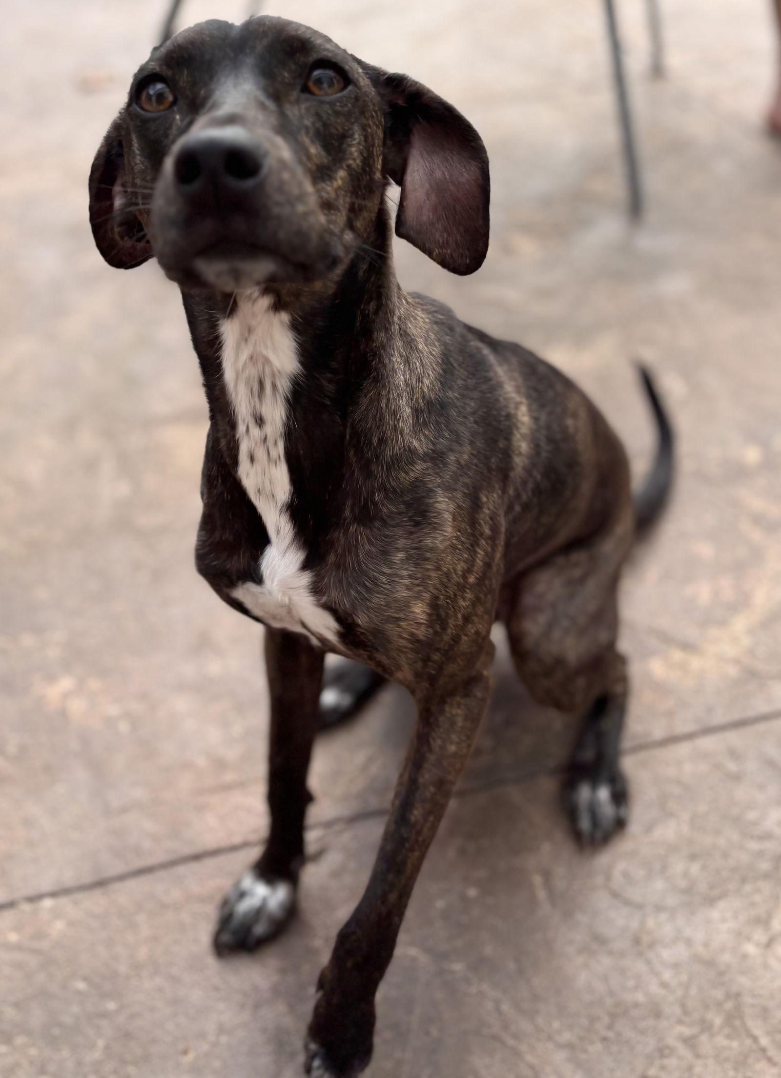 Bellatrix, Adoptable, Young Female Italian Greyhound.