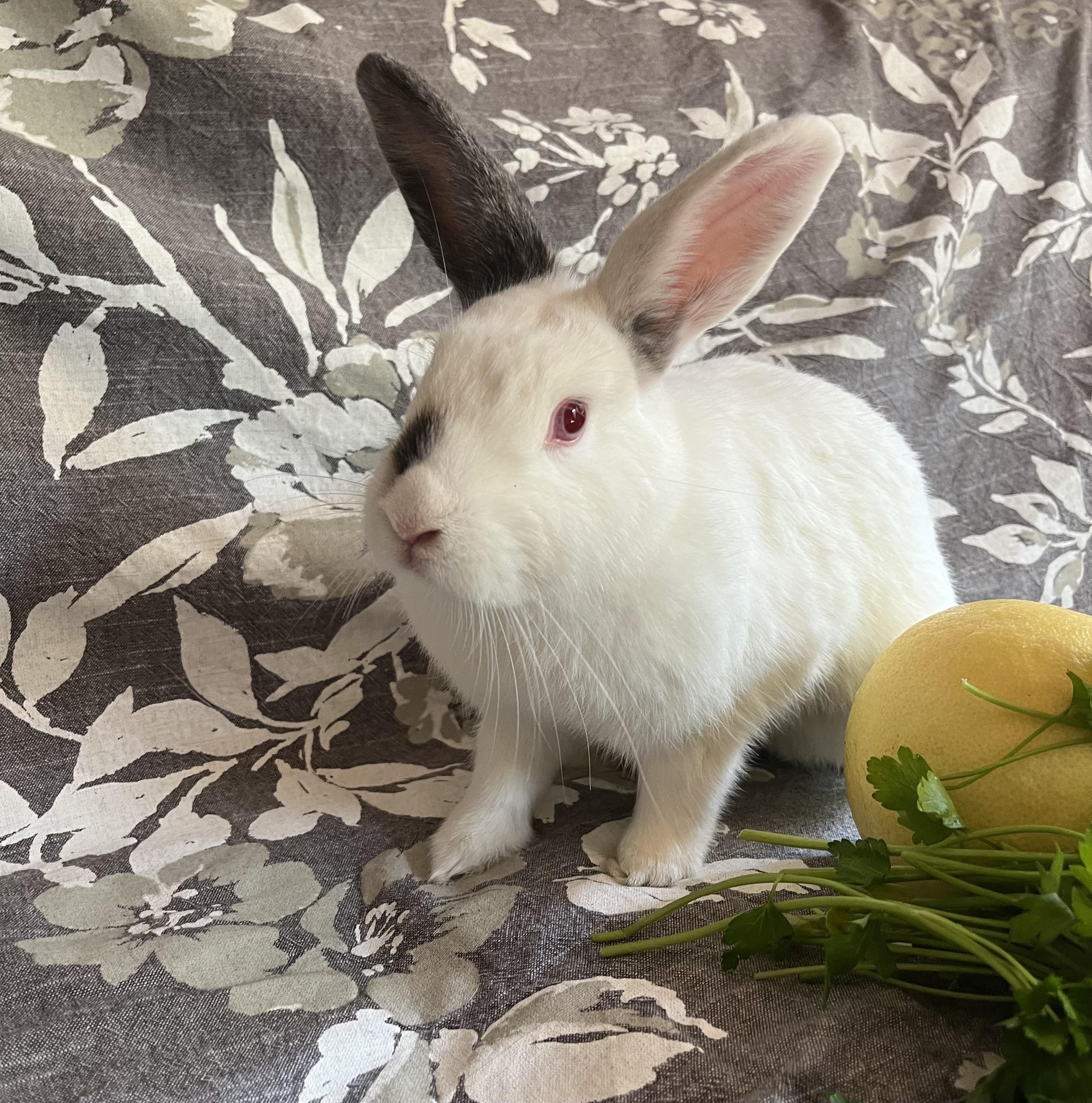 Citron, Adult Female unknown