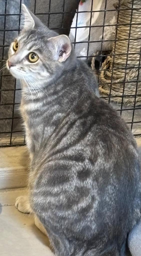 OCEANA, Adoptable, Kitten Female Domestic Short Hair.