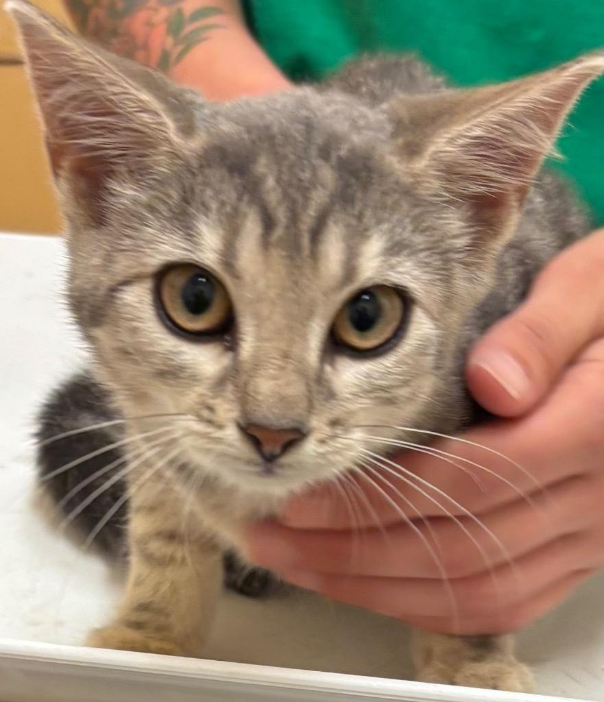 Enlarge OCEANA, a Adoptable mixed breed in Elizabethton, TN image 2/2