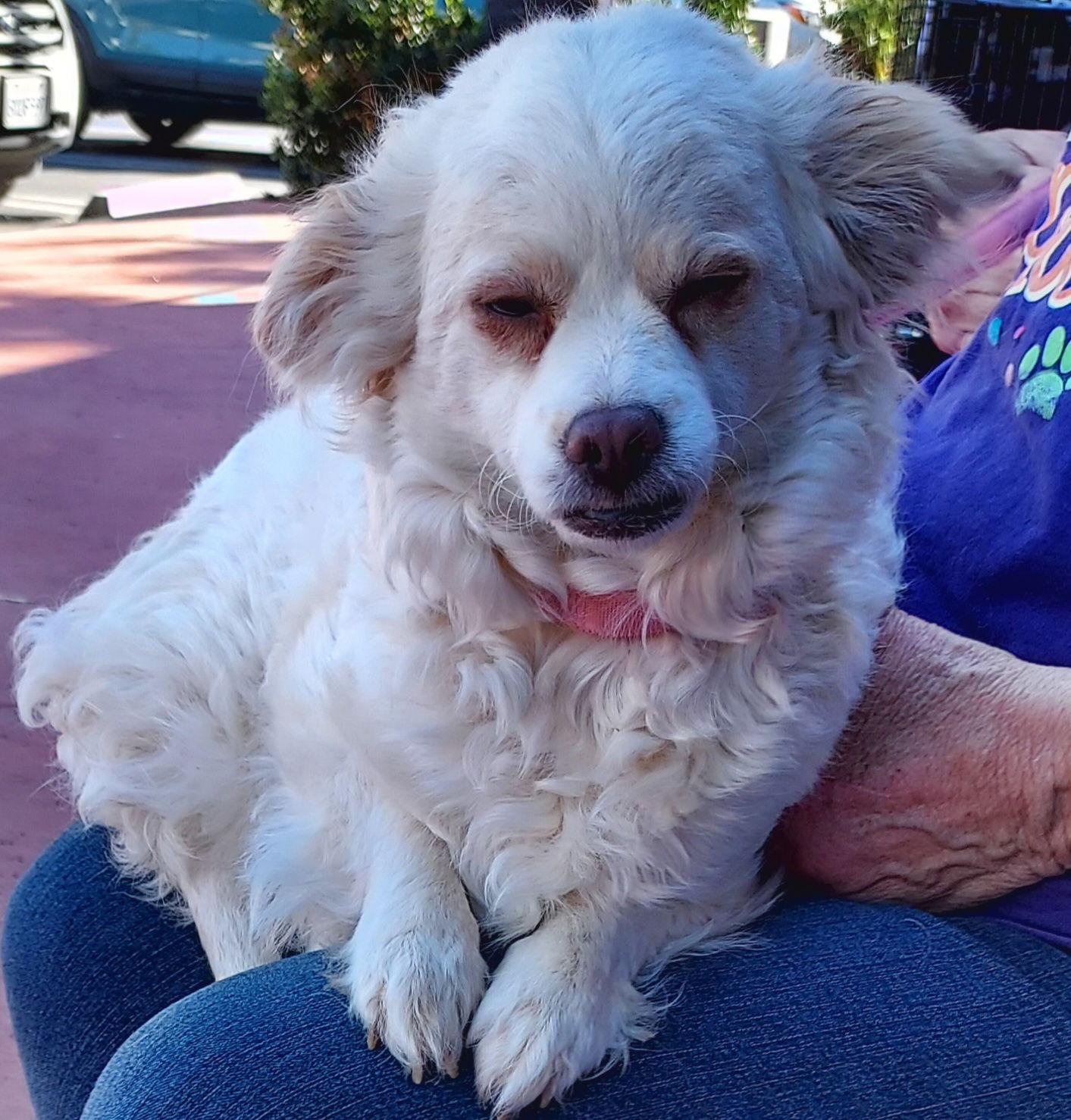 Enlarge Buffy, a Adopted mixed breed in Mentone, CA image 1/1