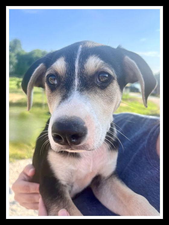 Enlarge Eddie, a Adopted mixed breed in Mount Laurel, NJ image 1/3